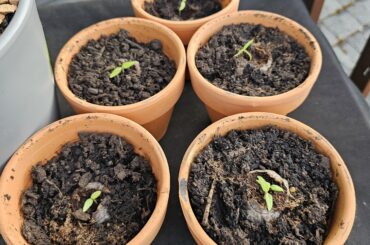 Wanted to make my own sauce from scratch, got Trinidads sprouting now
