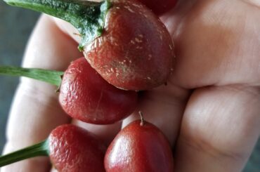 Jalapenos looking wrinkled and sad