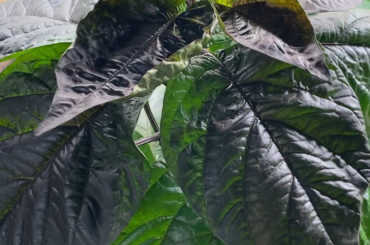 Pink panther pepper