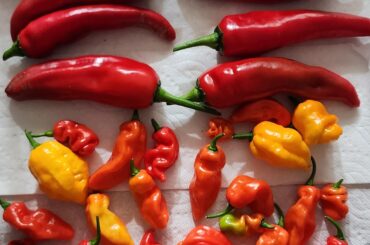 A few peppers from last year's harvest, excited for this year!