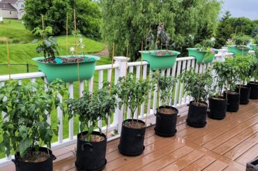 Hot Pepper Grow 2024
