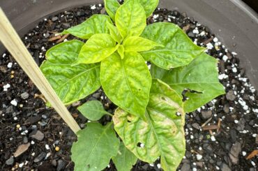 First time habanero grower. What’s this mean?