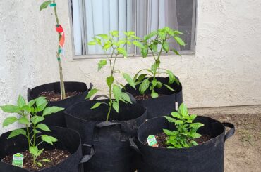 New pepper guy
