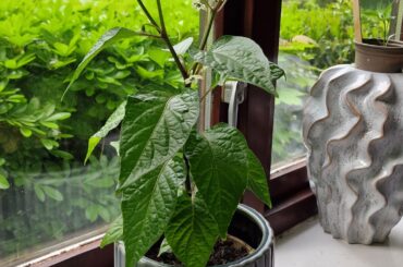 First time chilli grower