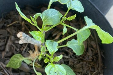 Pepper Crumpling, Nutrient-based?