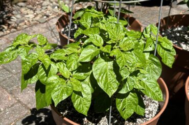 Holes in my pepper plants