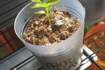 Three leaf chocolate reaper update