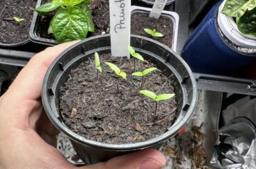 Can I start repotting these into pre fertilized soil or should I wait a bit longer?