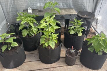 The Overwinter Gang gets up-potted