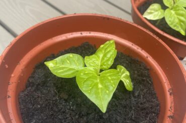 My pickney scotch bonnets