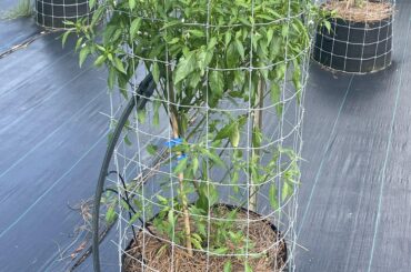 Thai pepper 3.5 months from seed so far.