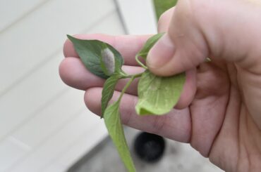 What’s under my leaf??