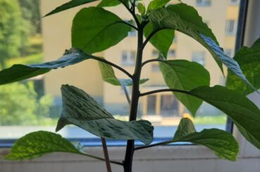 Reaper advice?