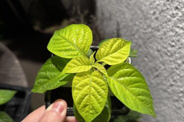 Anyone have an idea what could be causing yellowing of new growth?