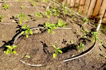 Peppers are in the ground