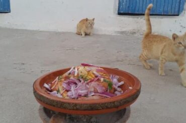 Spicy Beautiful Moroccan Tagine with fresh Vigies