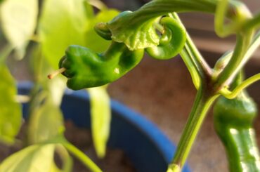 3 peppers in one? Jimmy Nardello