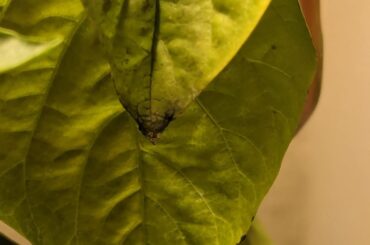 My boi is dying, any diagnosis?