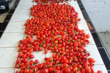 This was my harvest in 2013. It was good year.