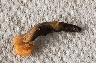 Don't buy the new chicken