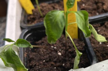 What am I doing wrong with my Cayenne peppers? (info in comments)