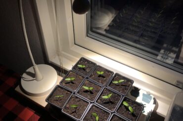 Can this led light help my chilli seedlings grow faster and better?