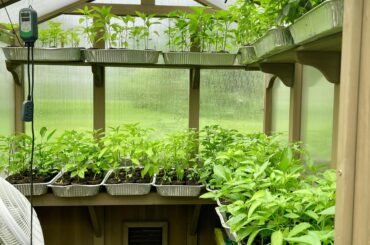 Chili plants