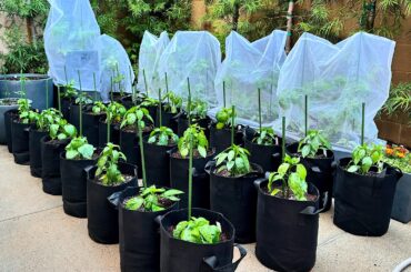 Potted Up on the Patio