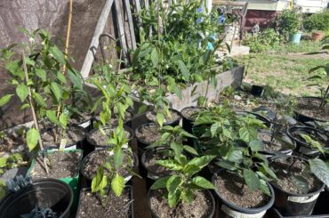 Finally getting outside with these plants 100+ 34 variety’s