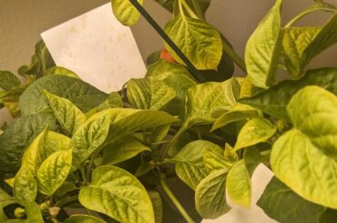 Please pepper homies, give me advice! My plant has been yellowing and now developing black spots on the leaves!