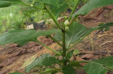 10 weeks old Habanero