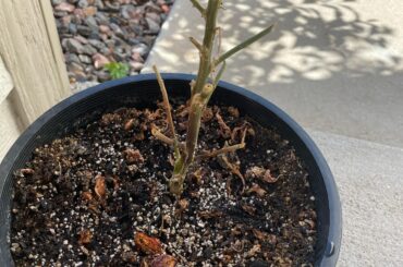 How do I bring this overwintered pepper back to life?
