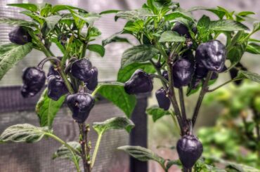 Tom's Bomb X (B.O.C. X Aji Pineapple) f1