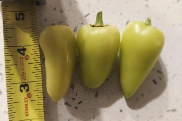 Does anyone know this pepper?