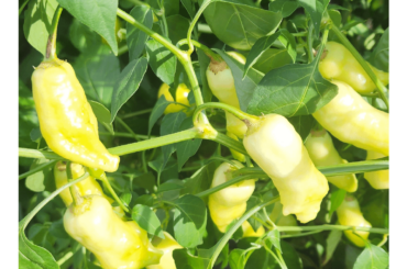 More of last years peppers