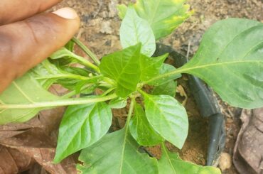 Hot pepper mineral deficiency symptoms