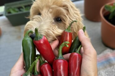 Puppy and her first harvest