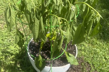 Poblano plant fell over during storm and has been wilting for two days. Will it recover?