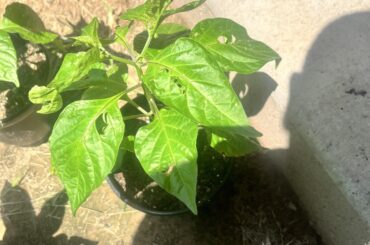Is something eating my scotch bonnet leaves?