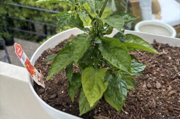 Why are some of my leaves getting a yellow tint