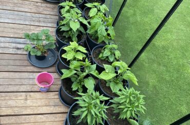 7 species in a greenhouse