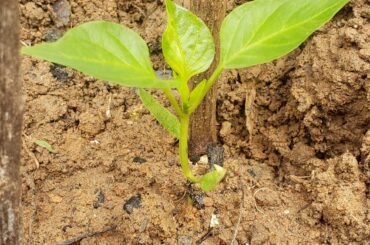 Newly transplanted Bell Pepper