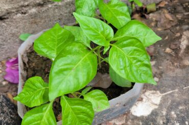 West Indian Red Pepper