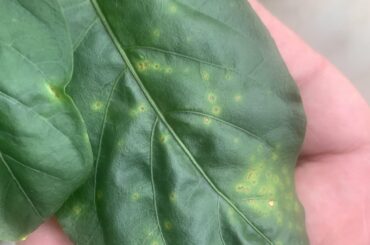 Fertilizer Burn?