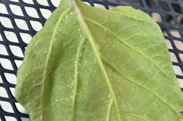 Are these spider mite eggs?