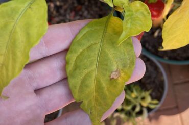 The leaves of my Caroline Reaper plant are yellow and falling off, what causes these symptoms?