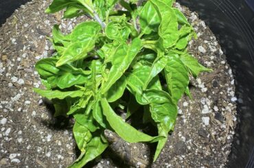 Curly leaves