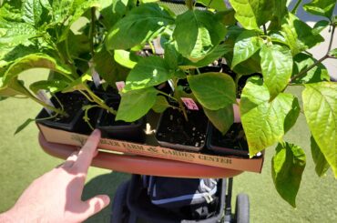 Cincinnati Pepper Club was selling pepper plants for charity at a local brewery.