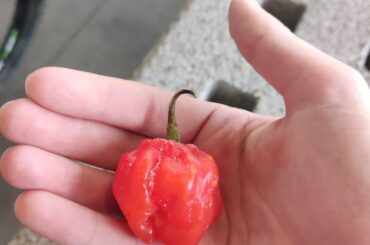 Could I get some help identifying this pepper?