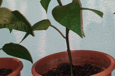 One week progress. Jalapeno <3!